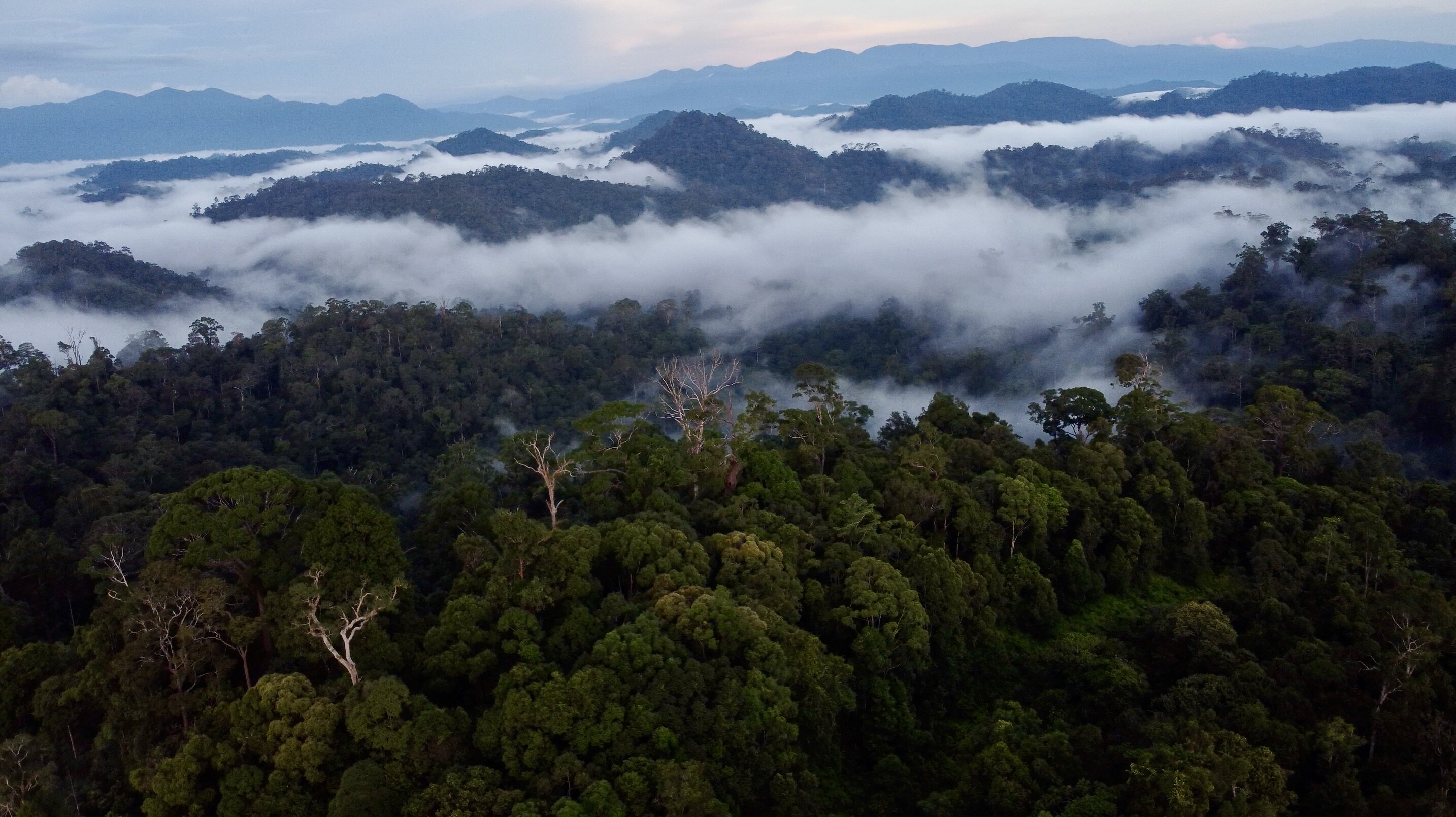 Protecting Forest Landscape | Our Work | CAN Indonesia